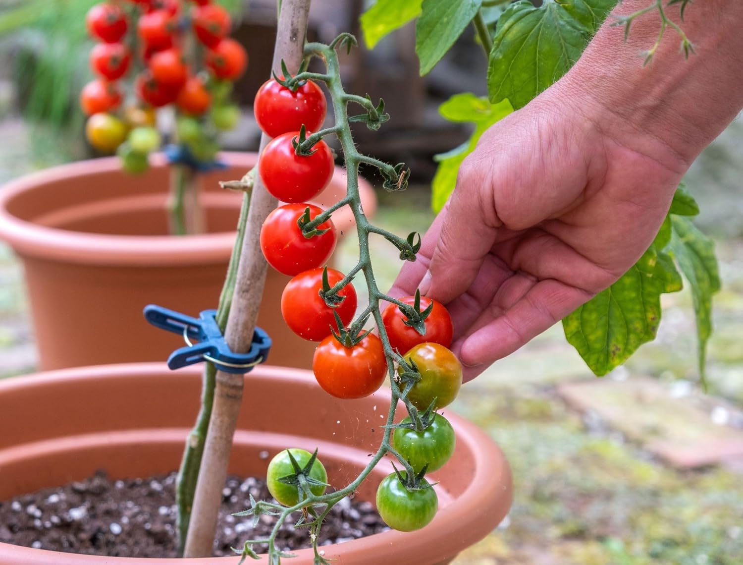 Totem Cherry Domates Tohumu 25+ Tohum – Mini Cherry Domates Bitkisi – Saksı ve Balkon Yetiştiriciliğine Uygun