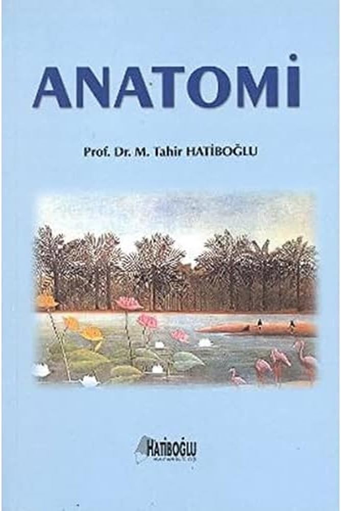 Anatomi