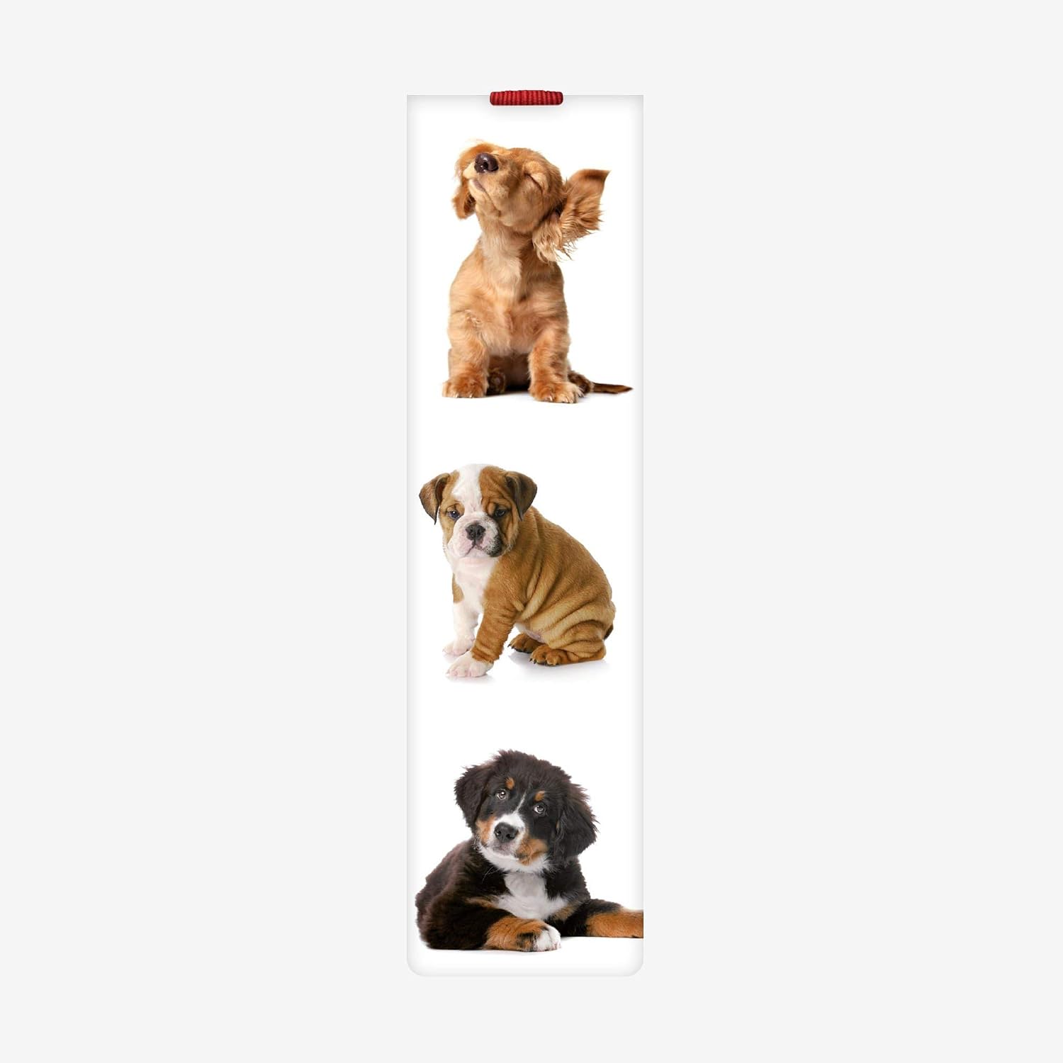 Dogs
