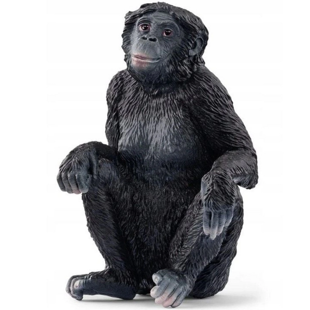 Bonobo