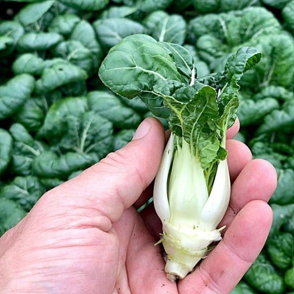 Altın Pak Choi Tohumu Golden Pak Choi 100+ Tohum