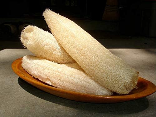 LİF SÜNGER KABAĞI TOHUMU (sponge gourd)