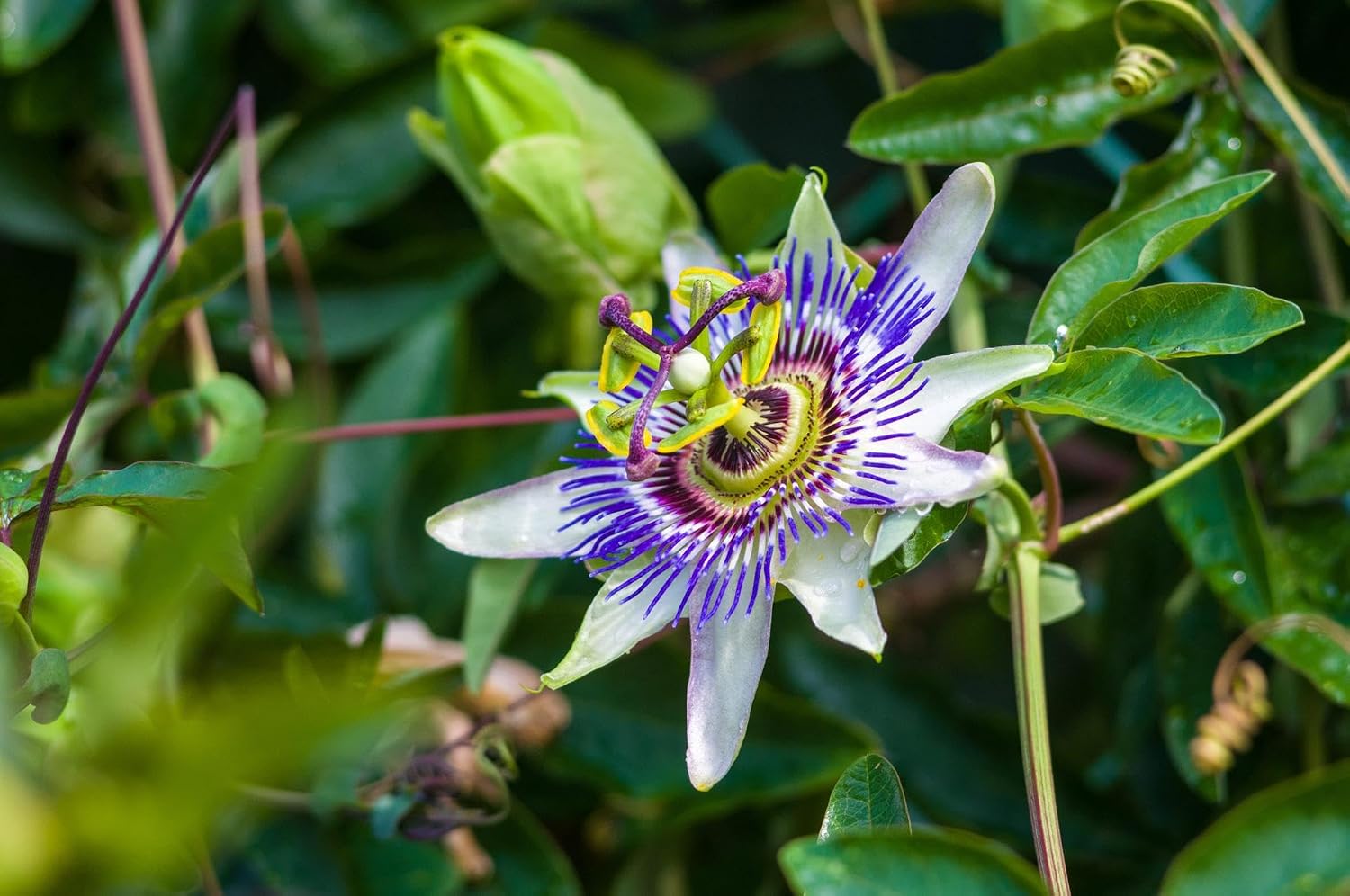 Passiflora Çiçeği Tohumu 5+ Tohum – Çarkıfelek Çiçeği Tohumları – Saksı ve Bahçe Yetiştiriciliğine Uygun